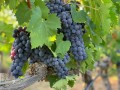 Zülpicher Weinfest am Samstag, 20. September im Park am Wallgraben. - Foto: John Cameron / Unsplash. 